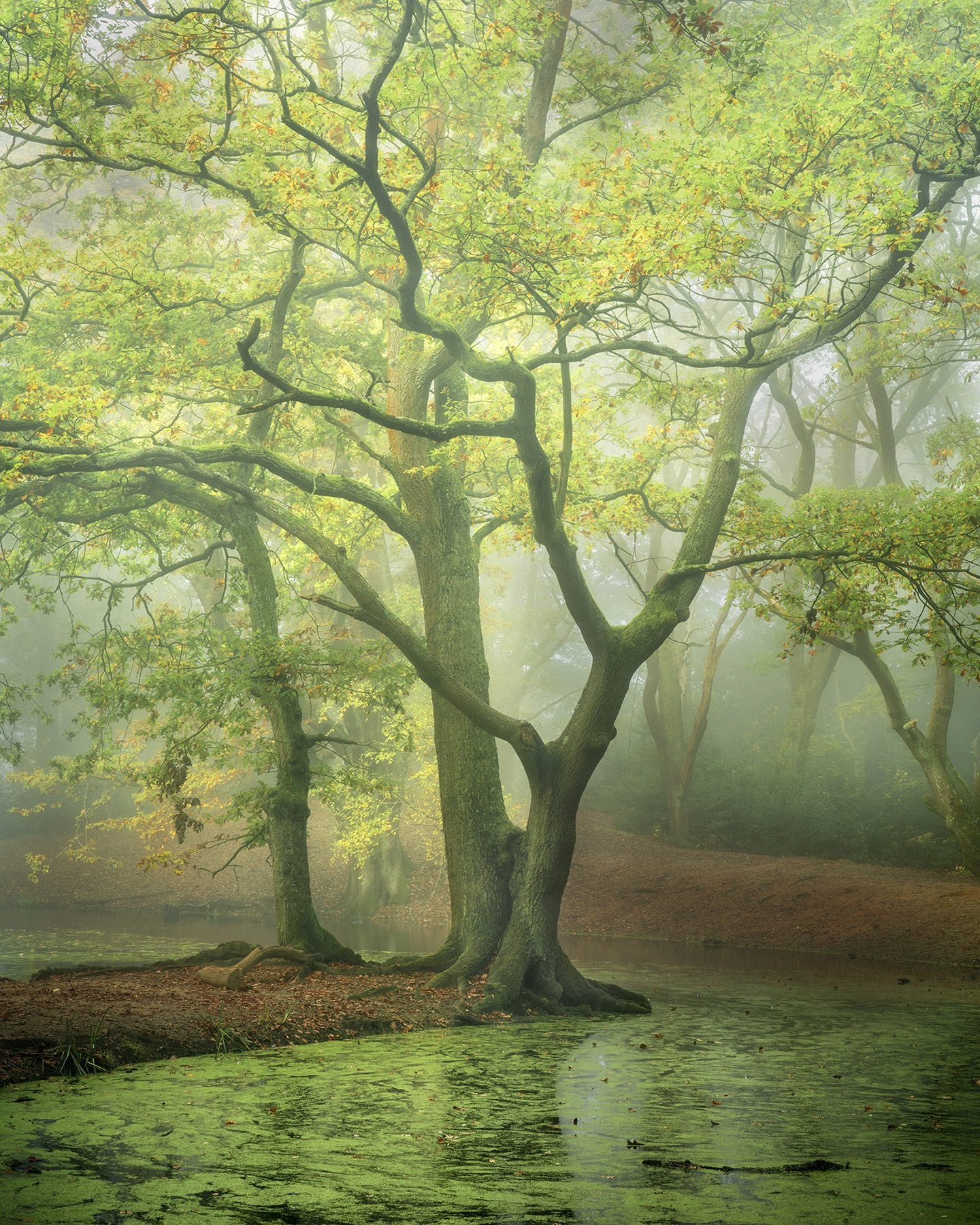 Hampstead Heath