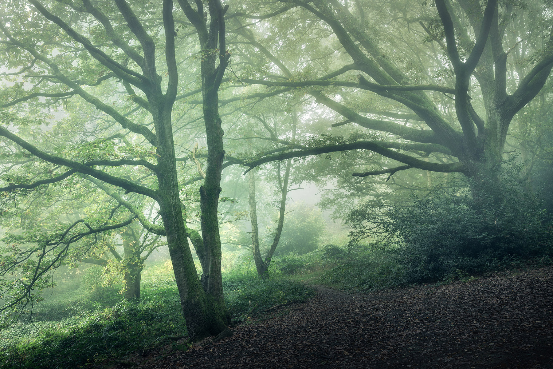 Hampstead Heath