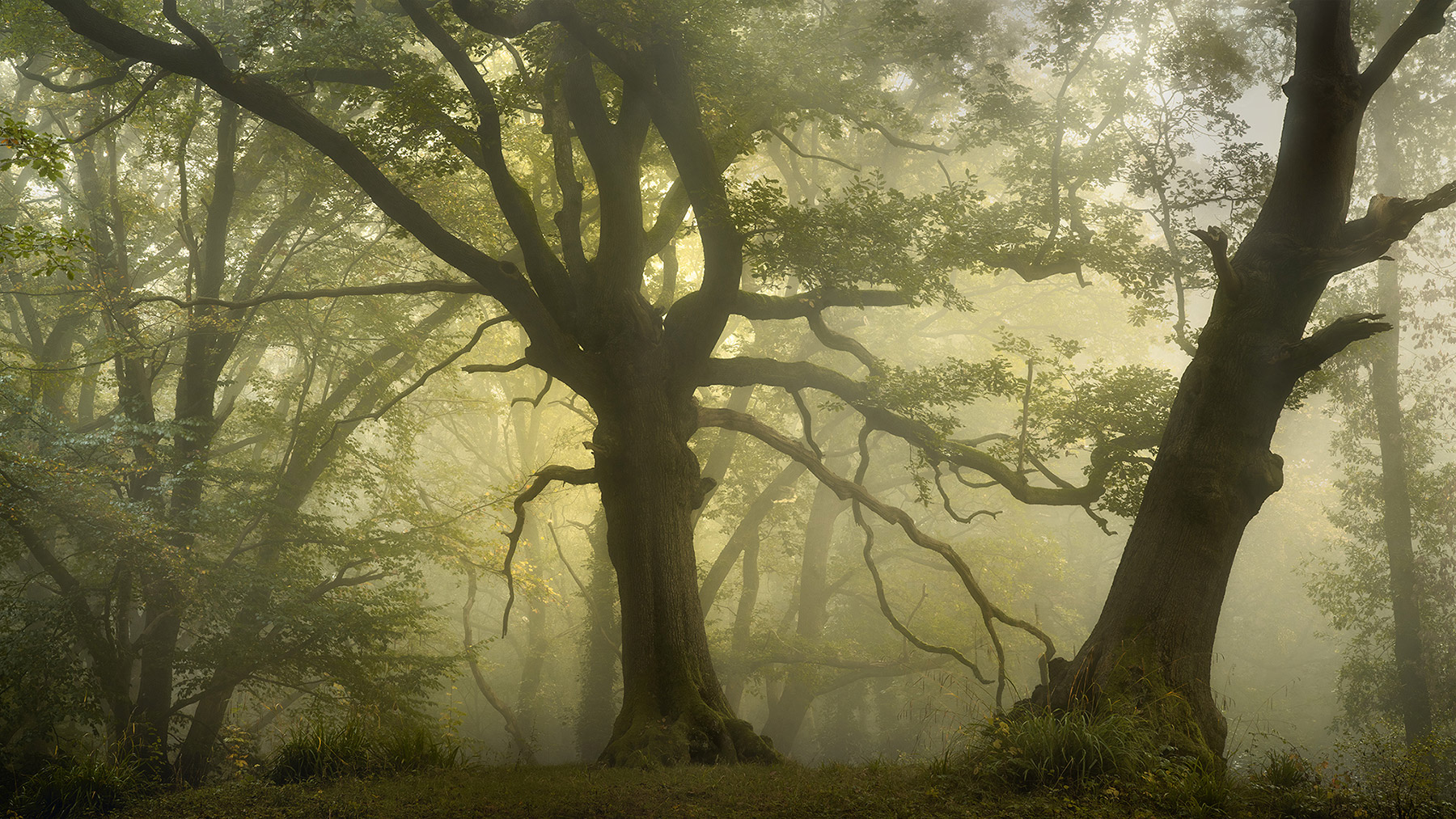 Hampstead Heath