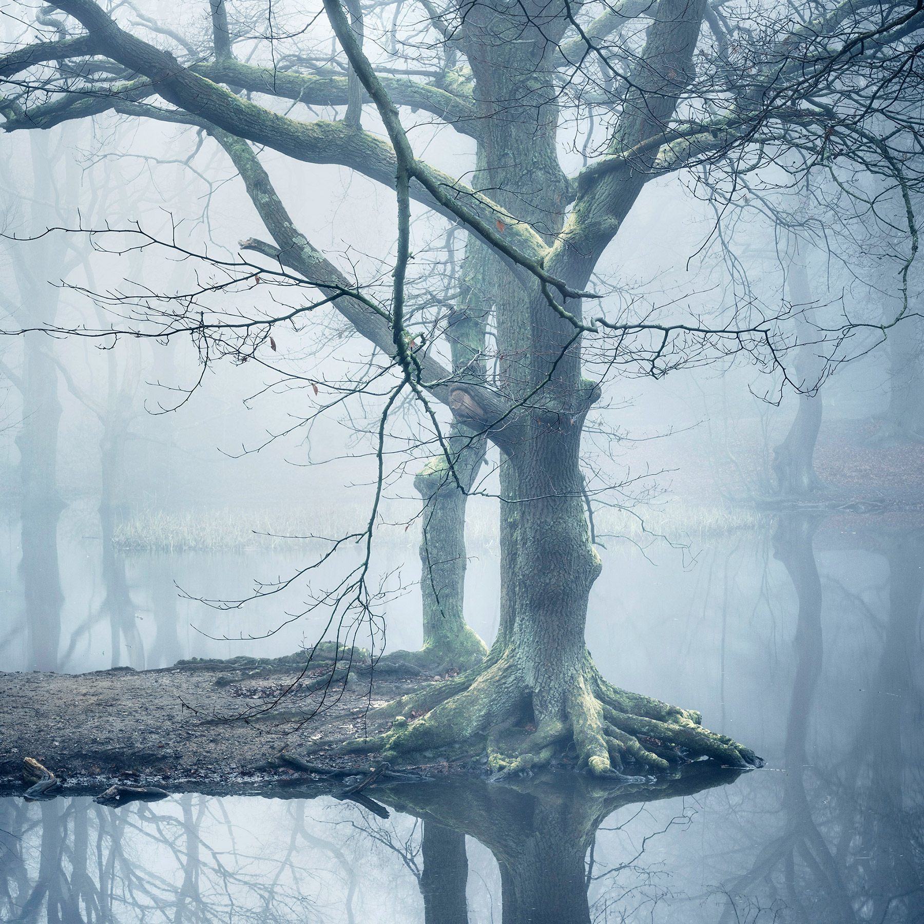 Hampstead Heath