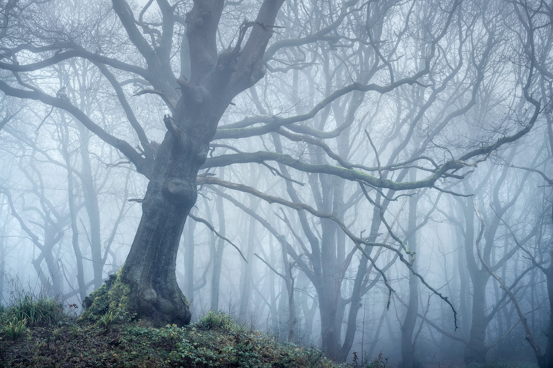 Hampstead Heath