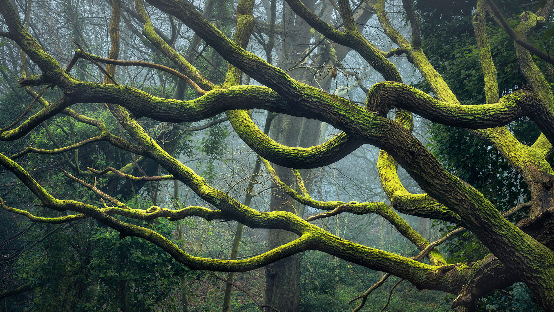 Hampstead Heath