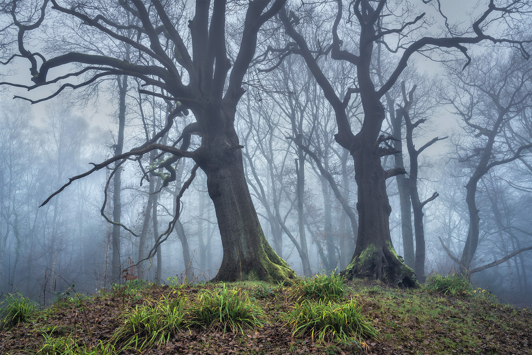 Hampstead Heath