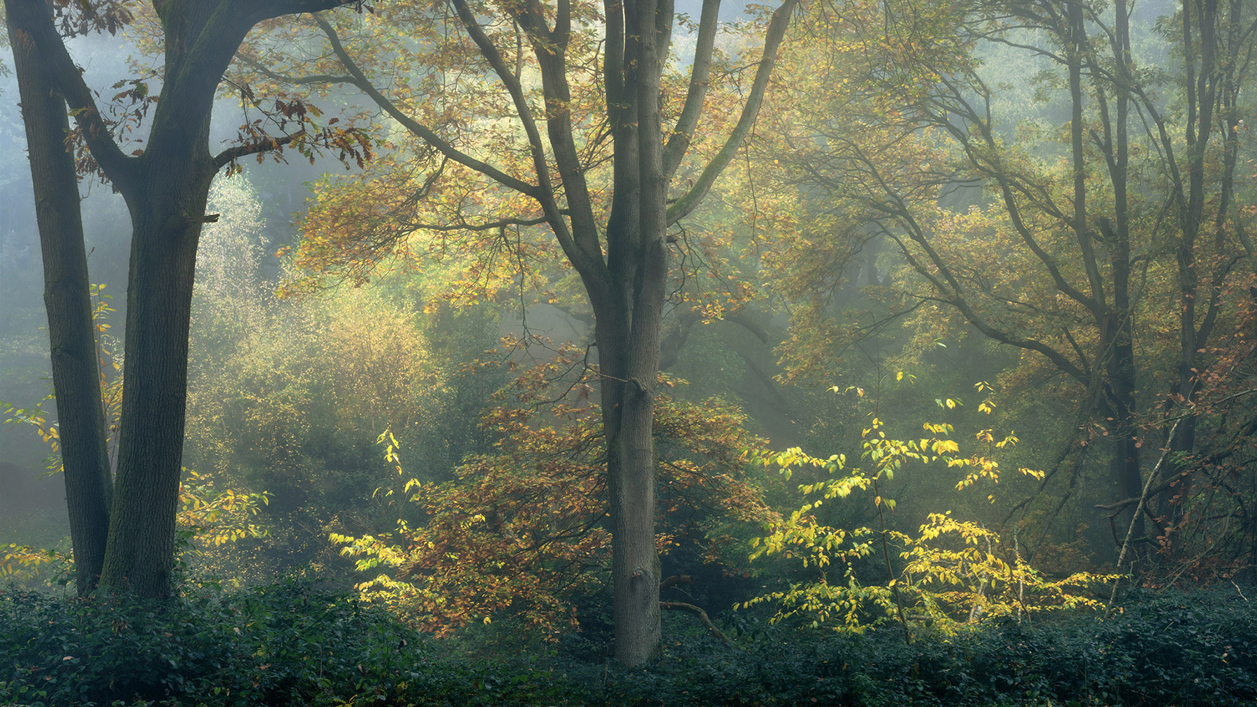 Hampstead Heath