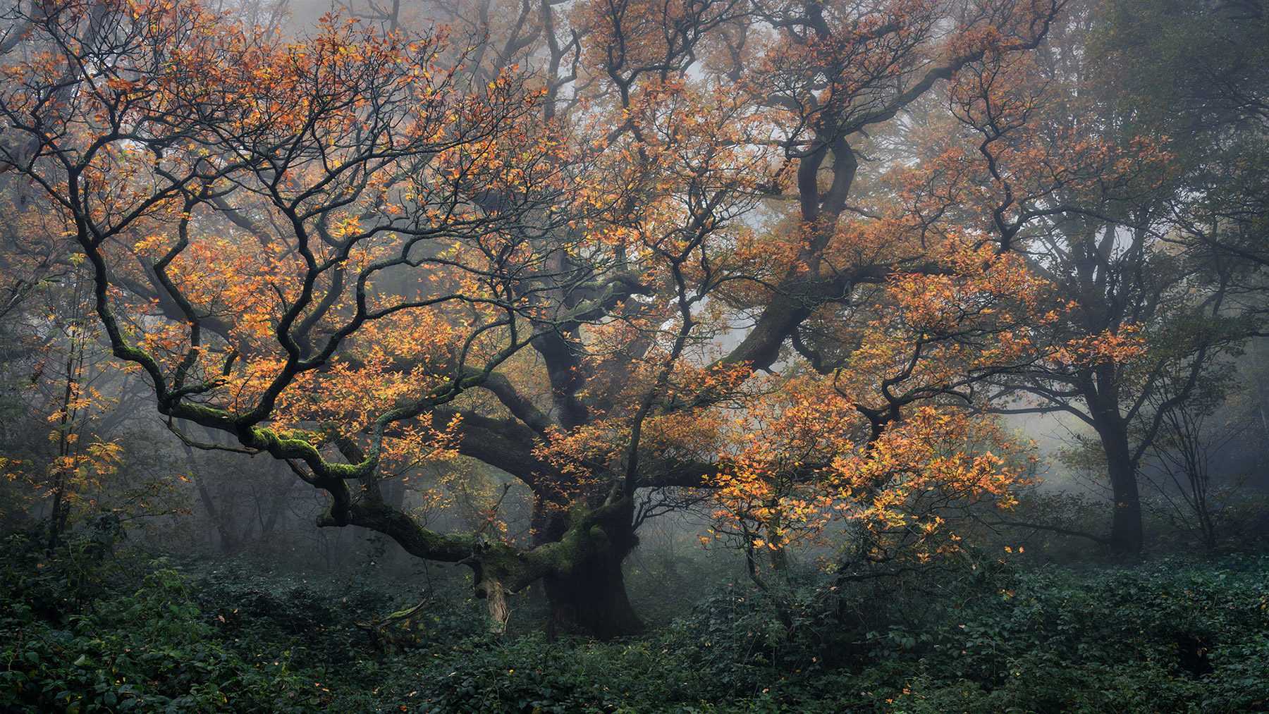 Hampstead Heath