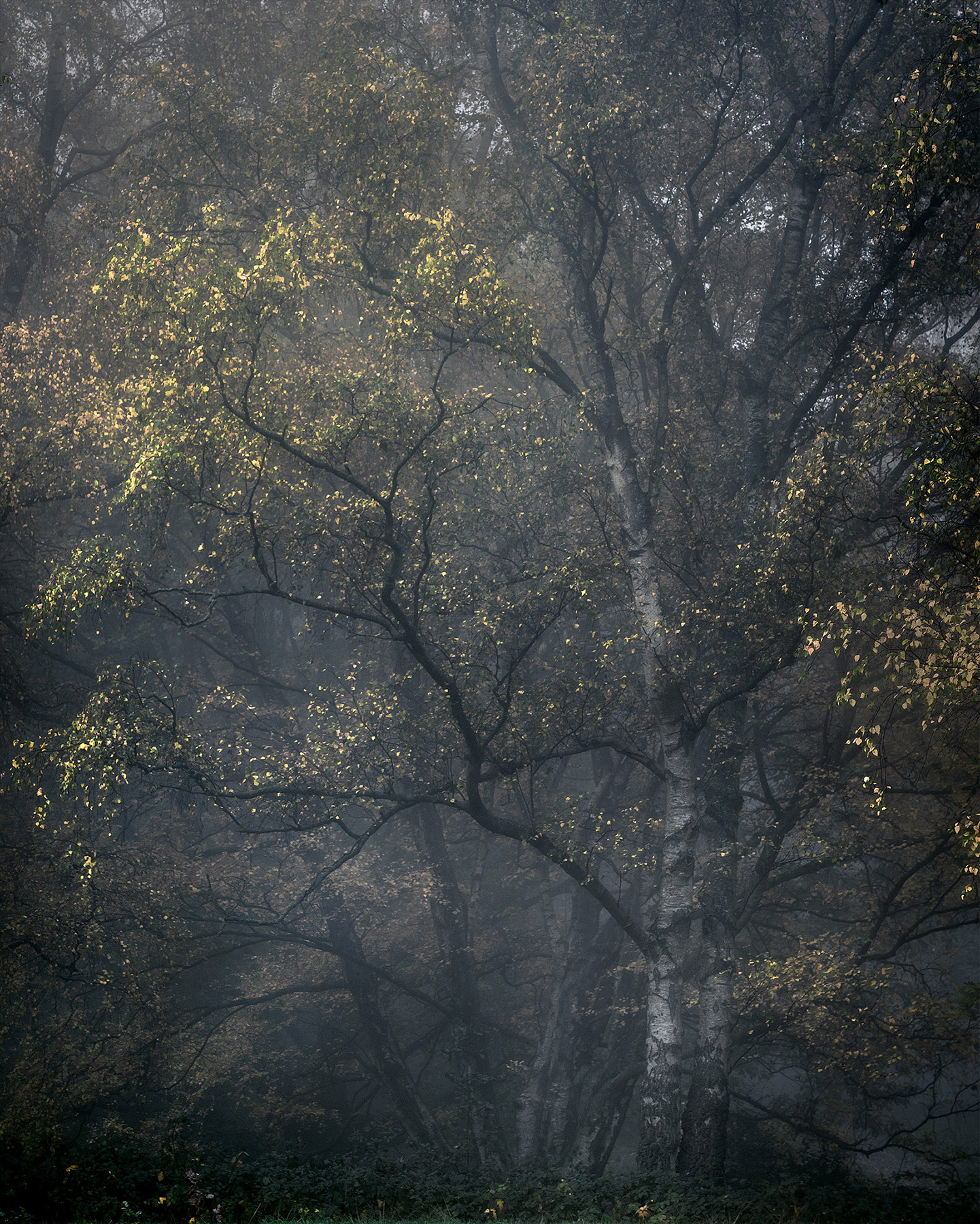 Hampstead Heath