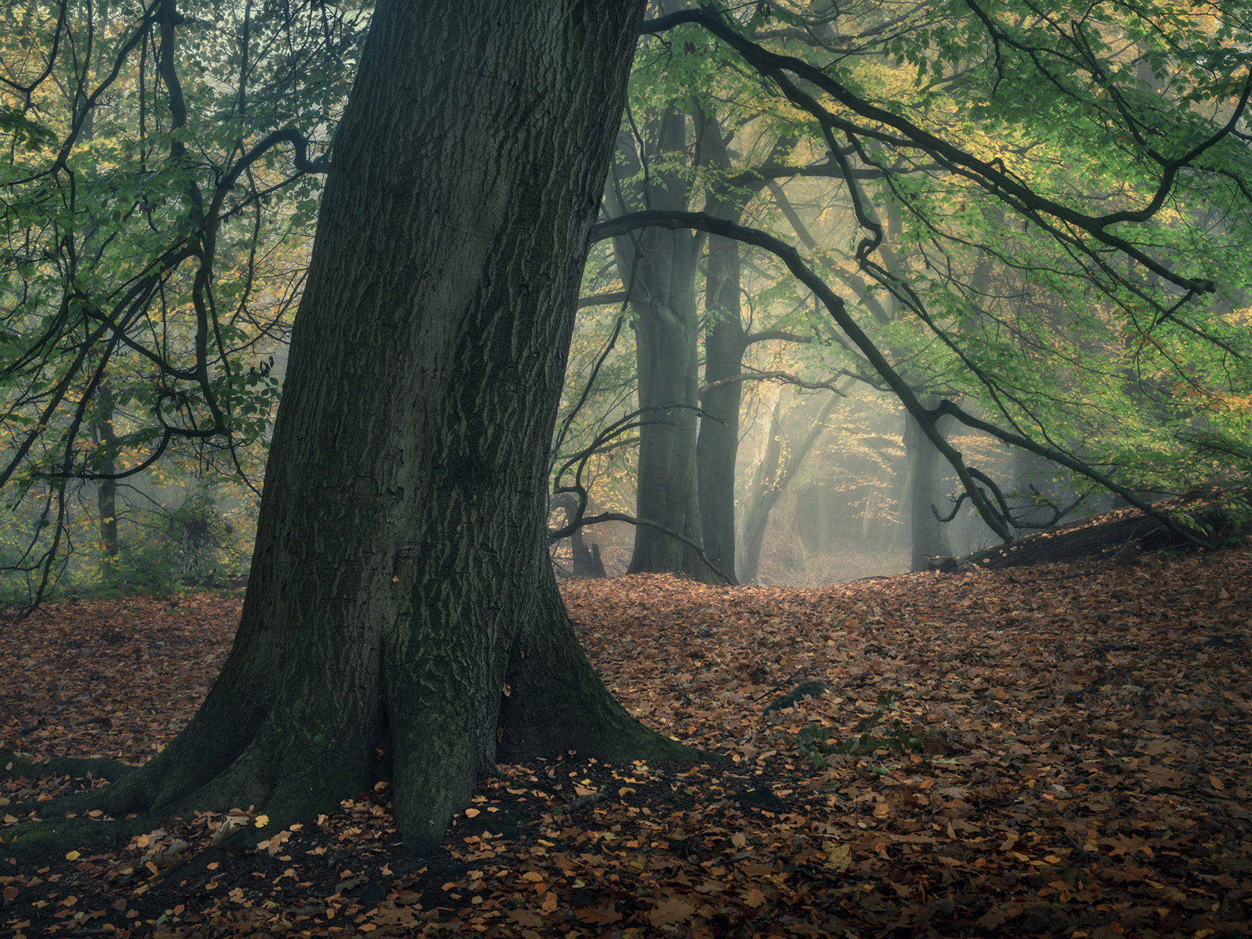 Hampstead Heath