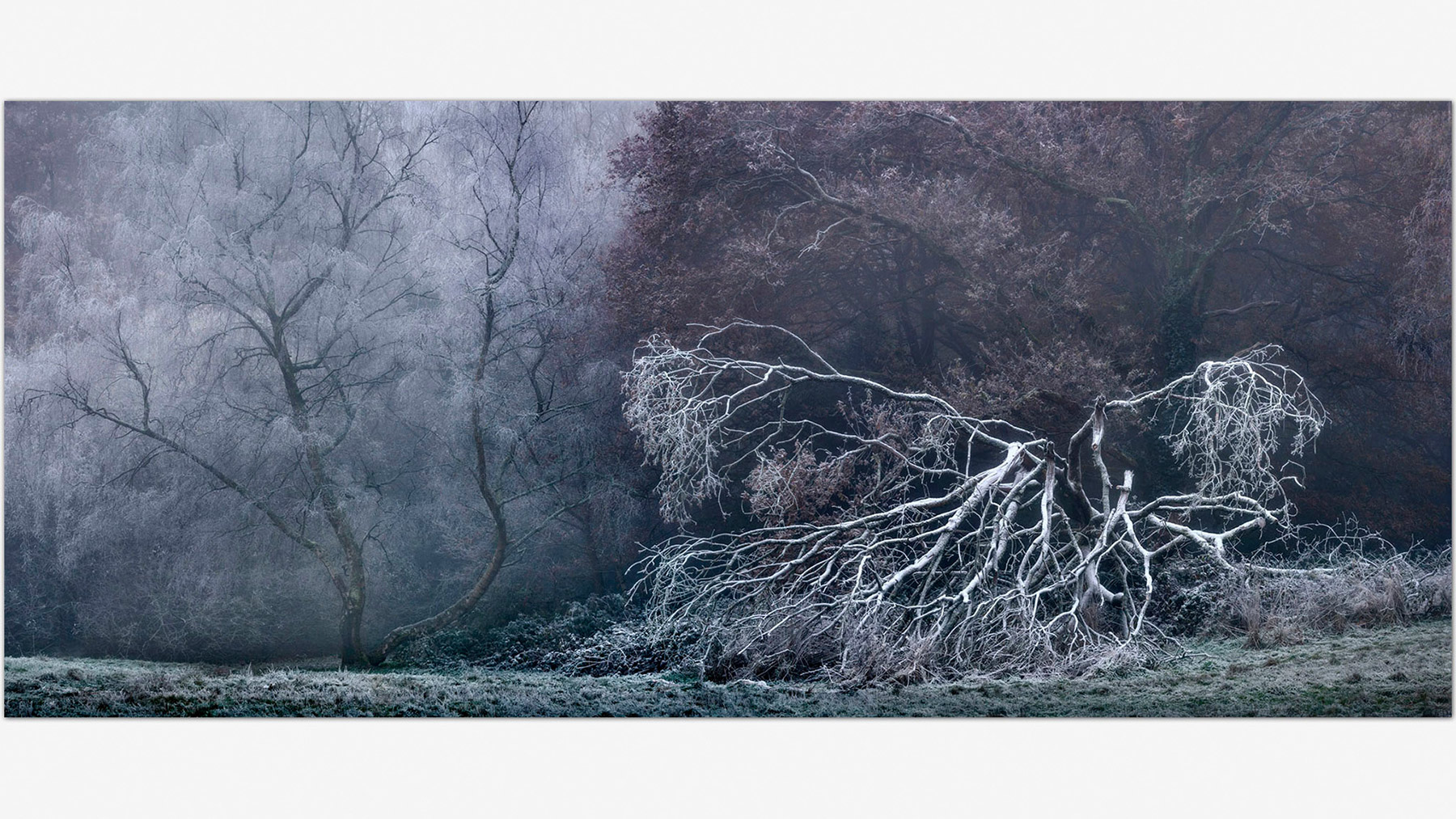 A frosty morning on Hampstead Heath