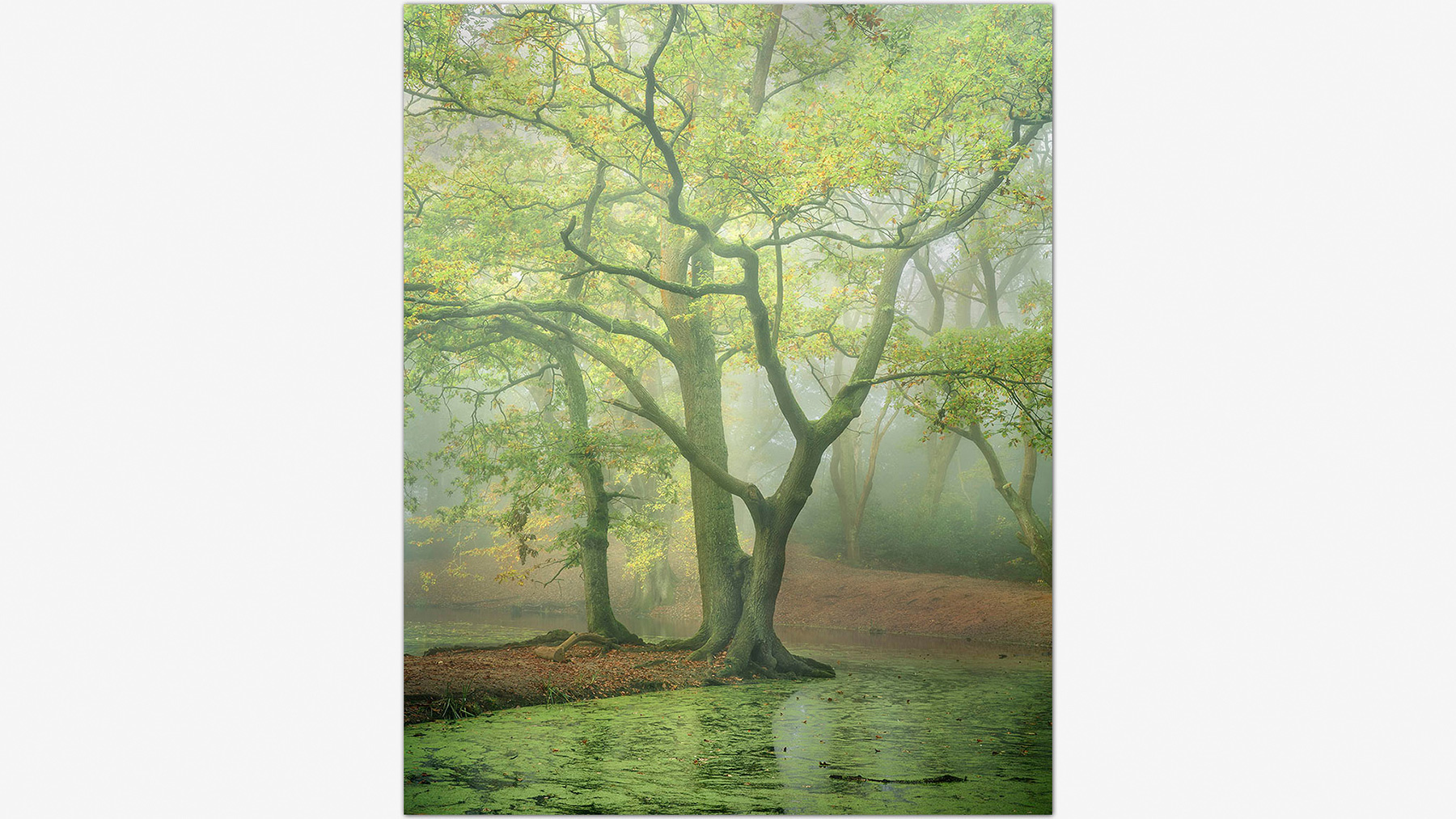 A misty morning on Hampstead Heath