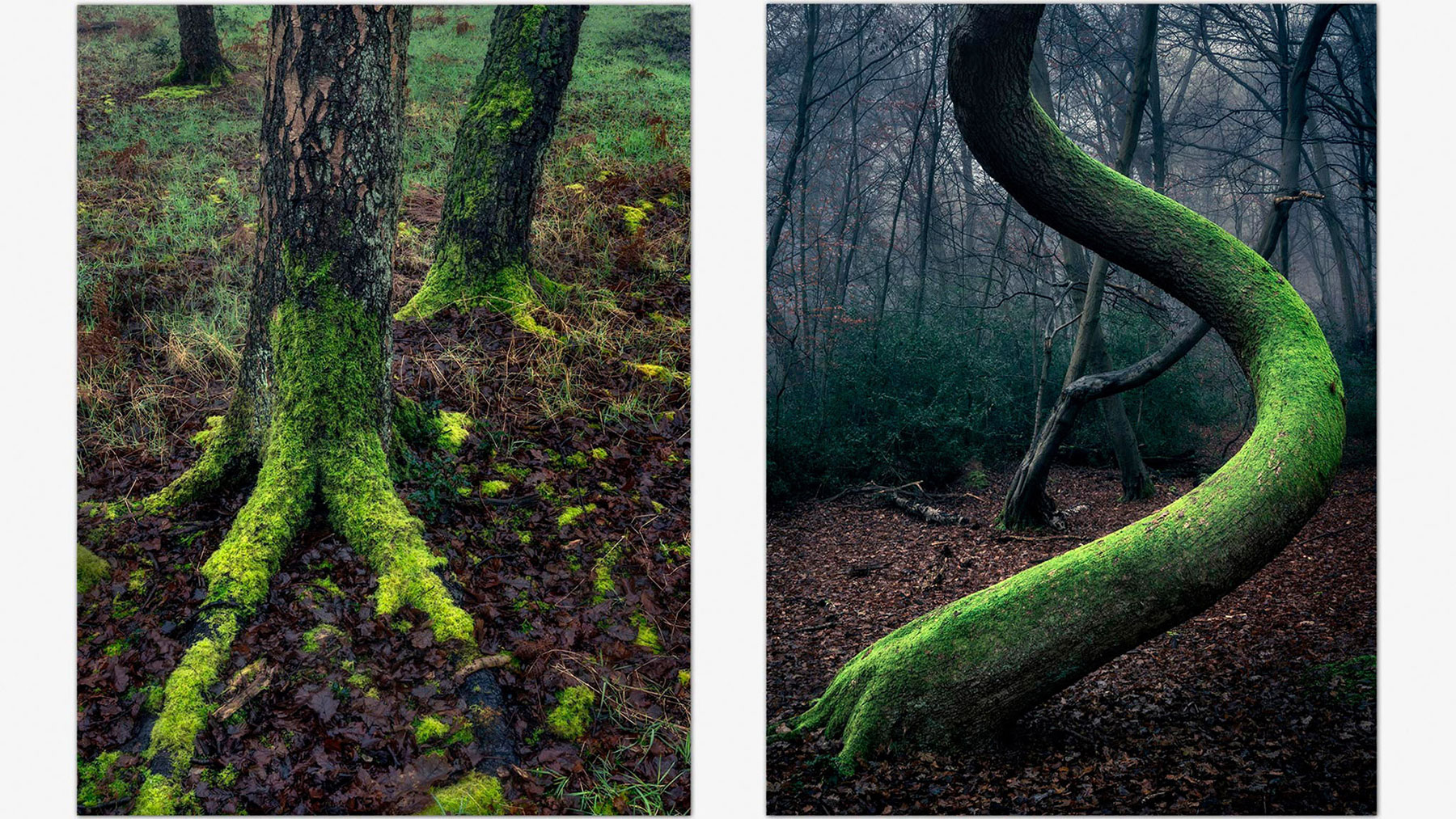 Two close up images of trees in Epping Forest