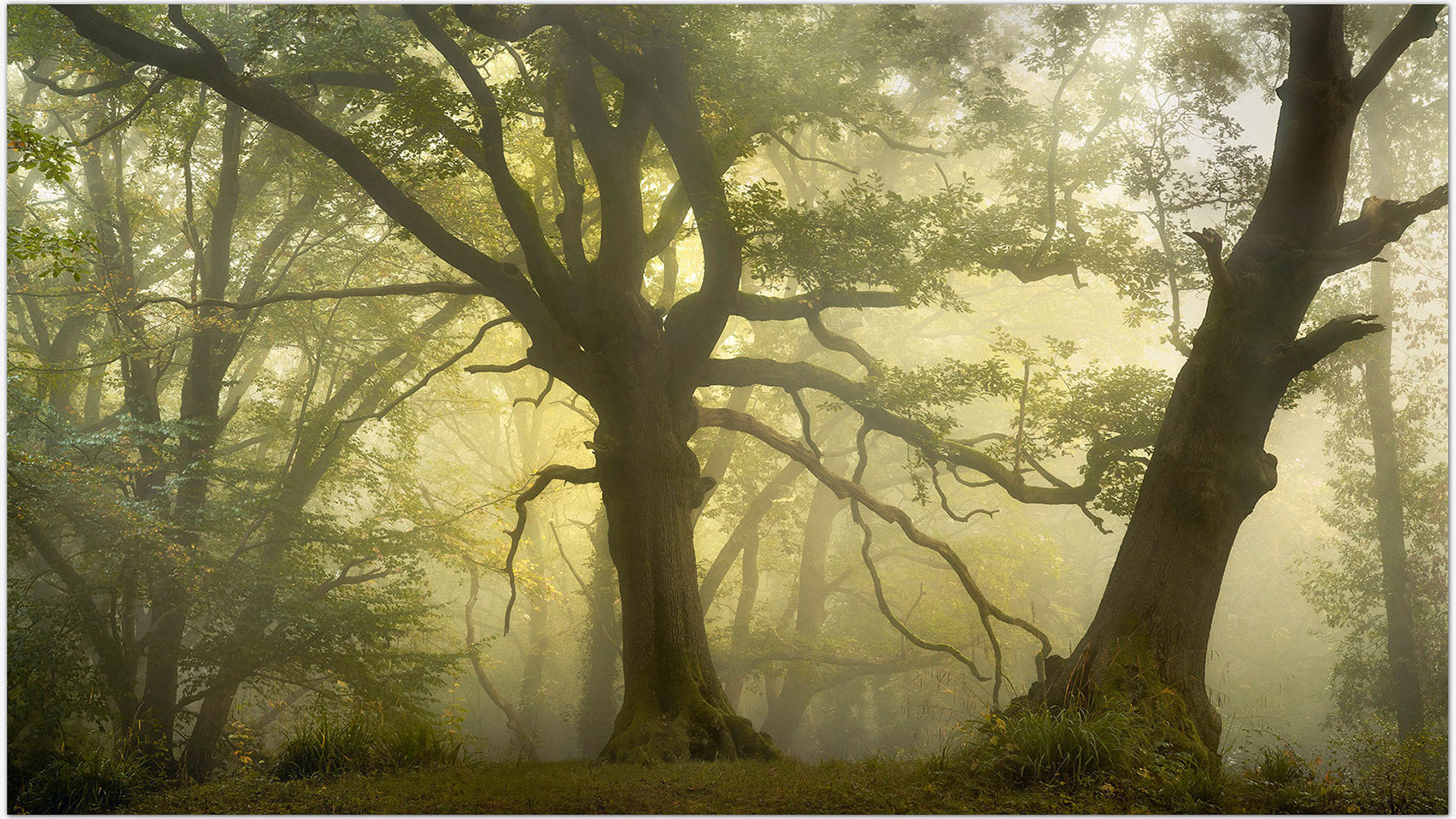 Two trees in moring mist on Hampstead Heath